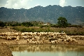 Chăn cừu (2)